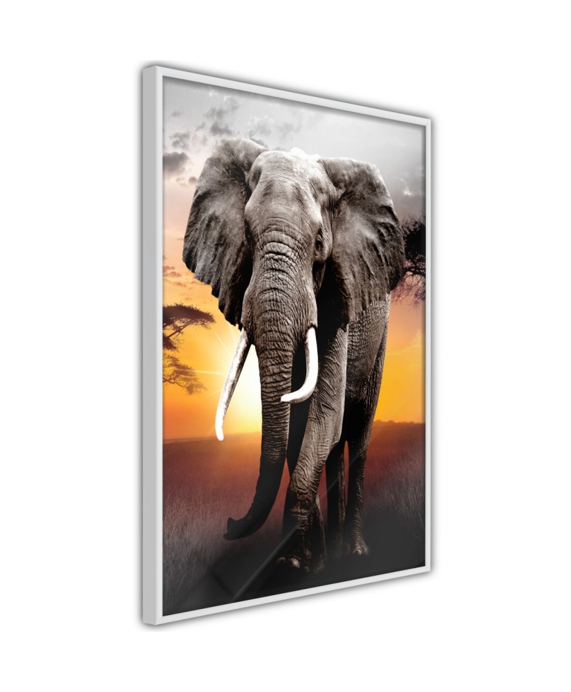 Plakatas  Majestic Elephant