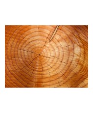 Fototapetas  Annual rings on a tree trunk