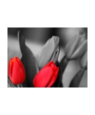 Fototapetas  Red tulips on black and white background