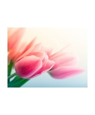 Fototapetas  Spring and tulips