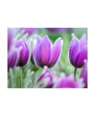 Fototapetas  Purple spring tulips