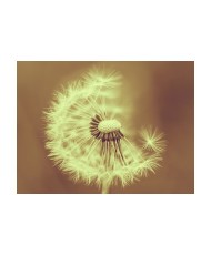 Fototapetas  dandelion (sepia)