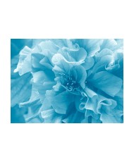Fototapetas  Blue azalea