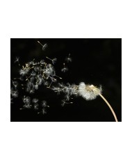 Fototapetas  Dandelion seeds carried by the wind