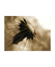 Fototapetas  dandelion  sepia