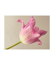 Fototapetas  Pink tulip