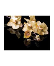 Fototapetas  Orchids in ecru color