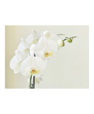 Fototapetas  White orchid