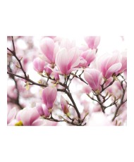 Fototapetas  Magnolia bloosom