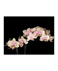 Fototapetas  Blooming orchid