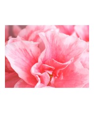 Fototapetas  Pink azalea flowers