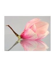 Fototapetas  A lonely magnolia flower