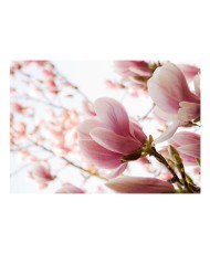 Fototapetas  Pink magnolia