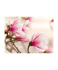 Fototapetas  Branch of magnolia tree